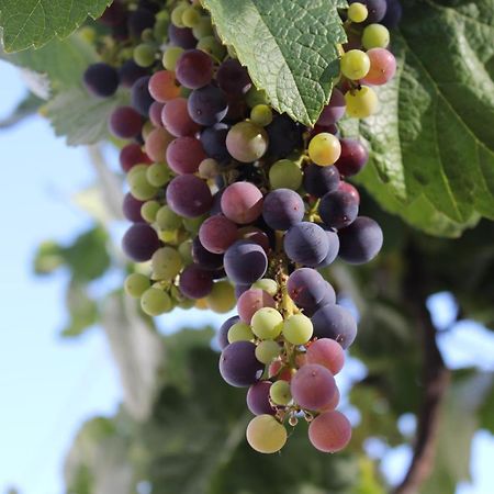 Casa-Finca El Maipez De Tejeda Λας Πάλμας ντε Γκραν Κανάρια Εξωτερικό φωτογραφία