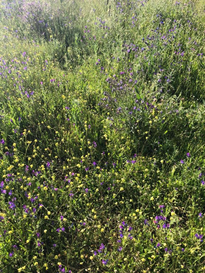 Casa-Finca El Maipez De Tejeda Λας Πάλμας ντε Γκραν Κανάρια Εξωτερικό φωτογραφία